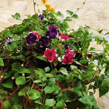 Apartment Amaryllis Boutique Moraitika