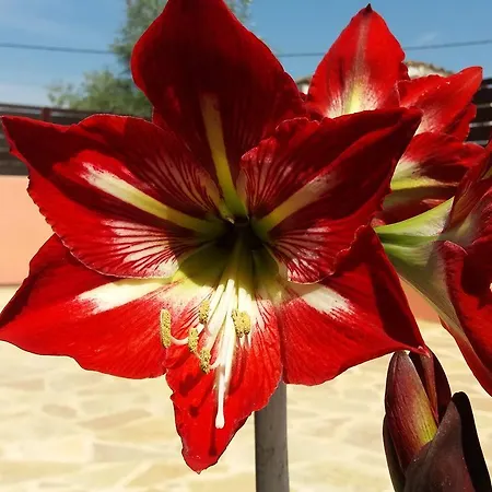 Amaryllis Boutique * Moraitika