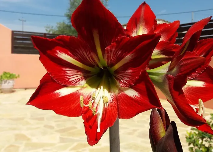 Amaryllis Boutique * Мораитика